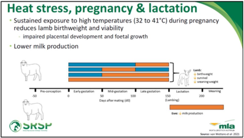This graphic shows some of the impacts of sustained exposure to high temperatures for ewes. Source: The Sheep Reproductive Strategic Partnership – MLA. 