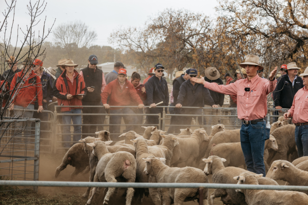elders_auctioneer_at_auction_sale