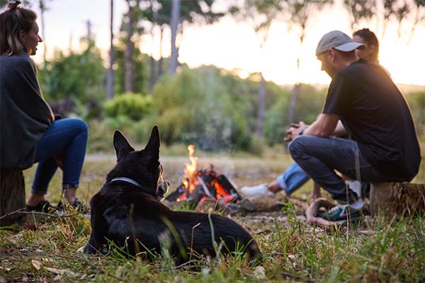 Dog sitting with owners by a campfire