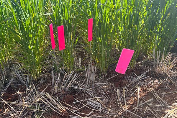 The pink amrkers used by participants at the Titan Ag field walk