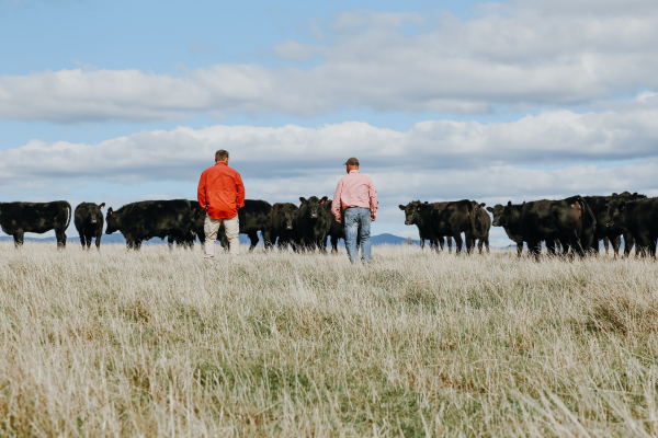 two_men_in_field_cows_background