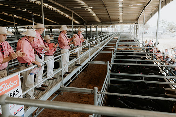 Dalby feeder weaner sale