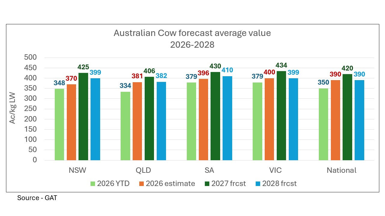 This chart shows the cow forecast value for 2026 through to 2028. Source: GAT, Global AgriTrends.  