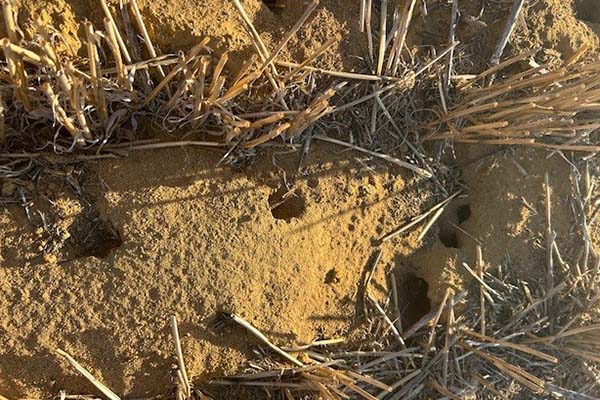 Looking down on active mice holes amongst the paddock stubble