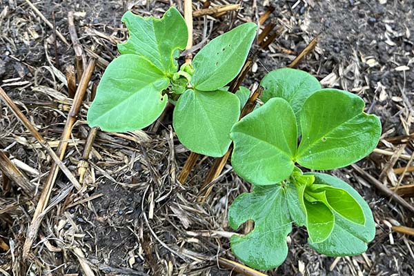 Close up of faba bean seedlings showing slug damage