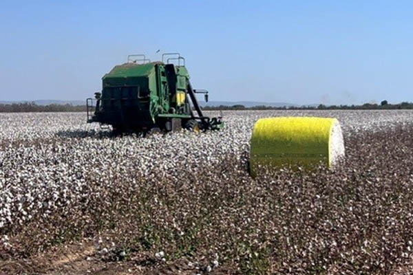 Cotton harvest in action in the Ord River region