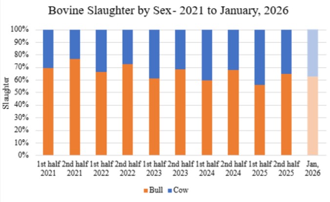 Chart showing bovine slaughter by sex 2021 to 2026. Chart source: USDA FAS Brasilia using dated from Brazilian Ministry of Agriculture and Livestock