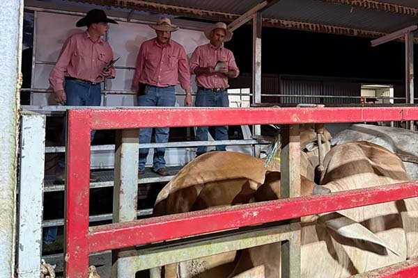 Three Elders agents auctioneering a pen of cattle