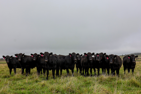 angus beef herd in the paddock