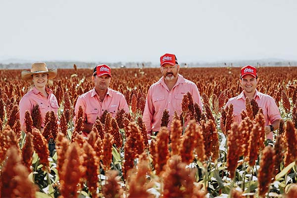 Four Elders staff standing in paddock of mature sorghum